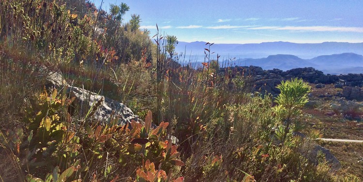 The fynbos region is one of the world’s six floral kingdoms and it is under threat from human habitation, climate change and invasive species.