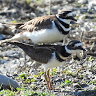 Killdeer