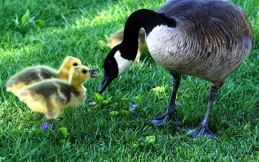 Gentle Moments Between a Mother Goose and screenshot 2
