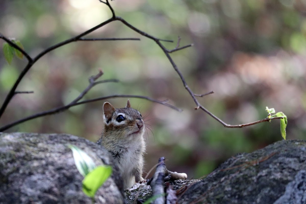 Eastern Chipmunk