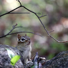 Eastern Chipmunk