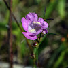 Purple False Foxglove