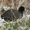 American coot