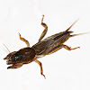 Oriental Mole Cricket