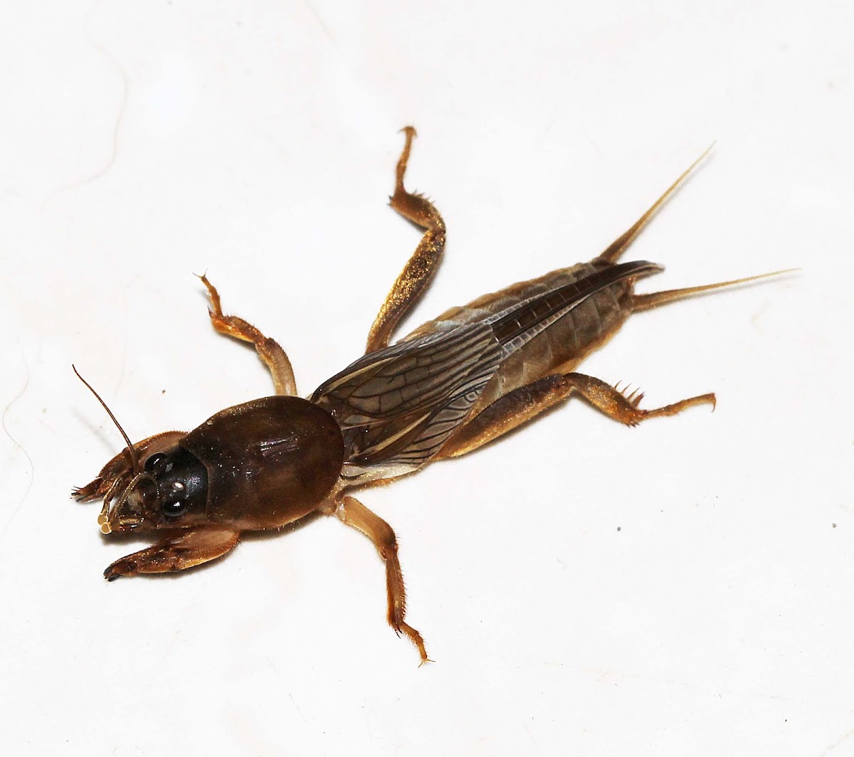 Oriental Mole Cricket