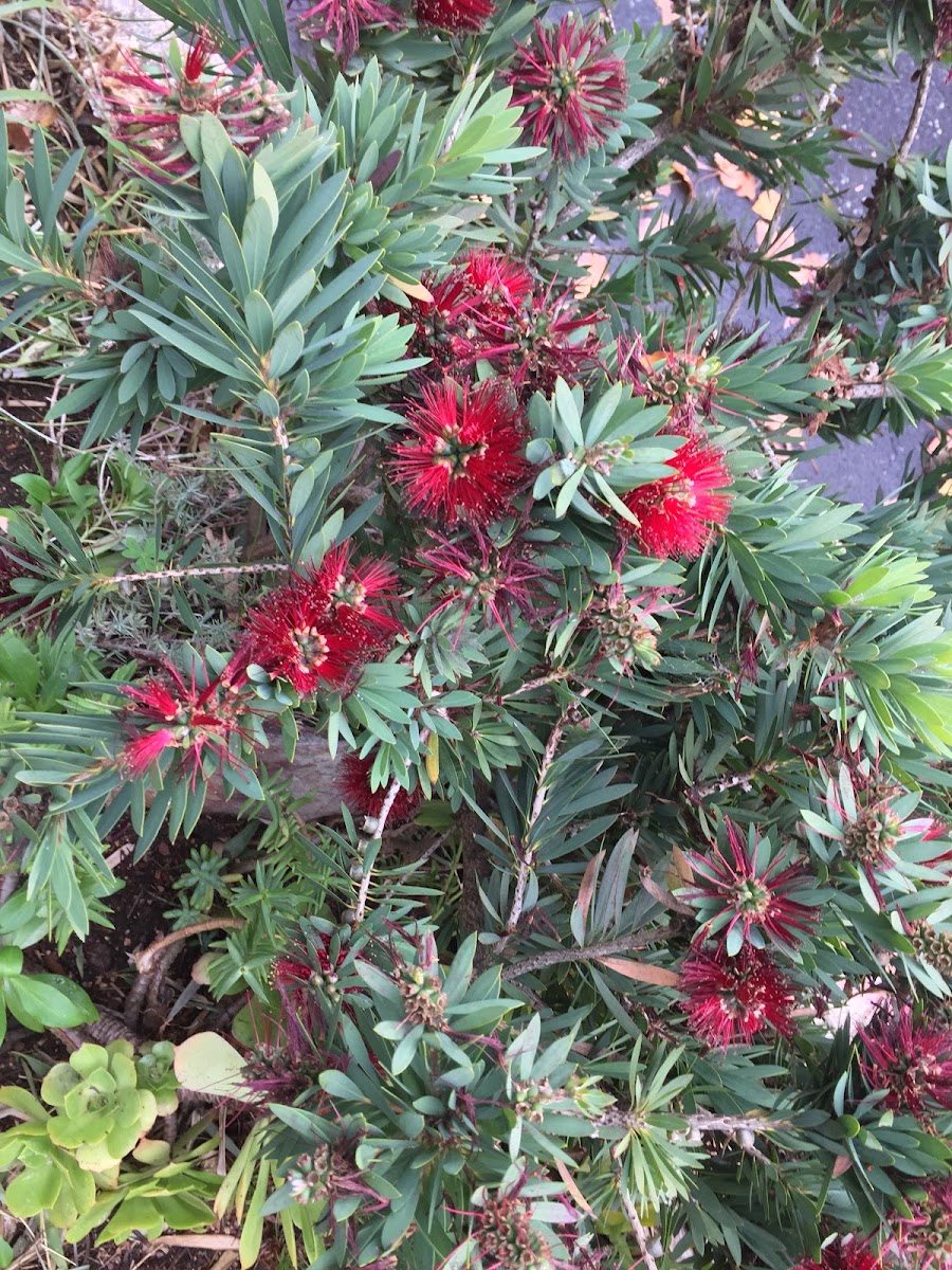 bottle brush