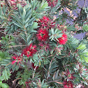 bottle brush