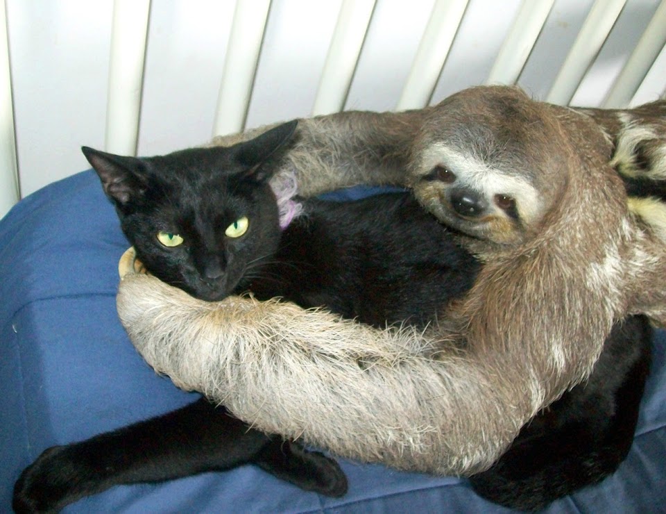 slothcat