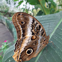 Mariposa búho gigante - Owl butterfly