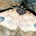 Indistinct Carpet moth
