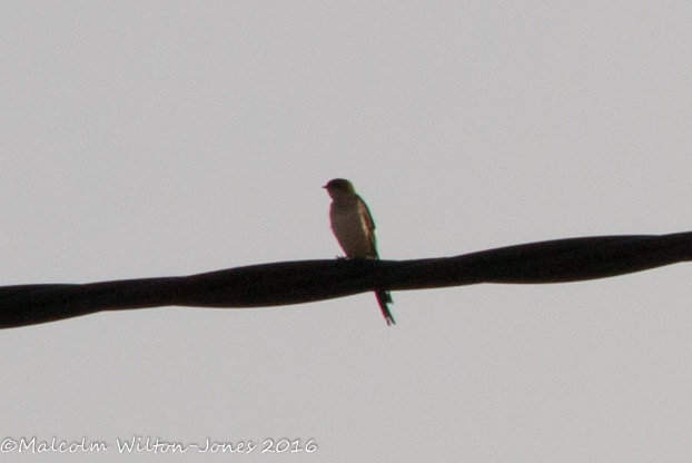 Red-rumped Swallow; Golondrina Daurica