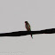 Red-rumped Swallow; Golondrina Daurica