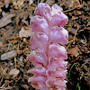 Common Toothwort