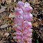 Common Toothwort