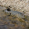 Nile crocodile