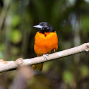 Northern (Baltimore) Oriole