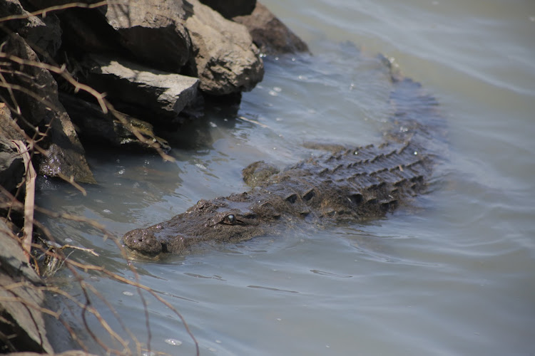 Crocodile on the shores of Kokwa Island in the flooded Lake Baringo.