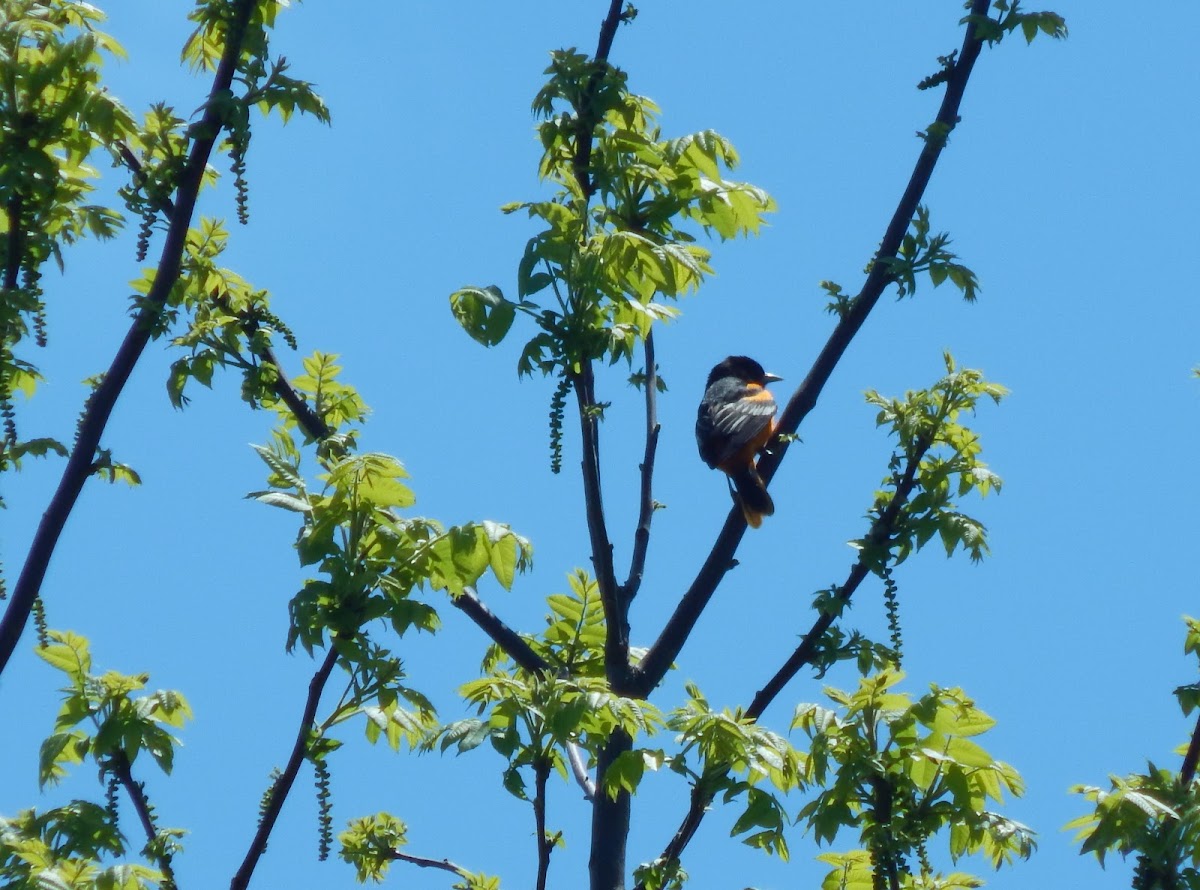 Baltimore Oriole