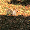 Eastern Gray Squirrel