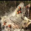 Large Milkweed Bug