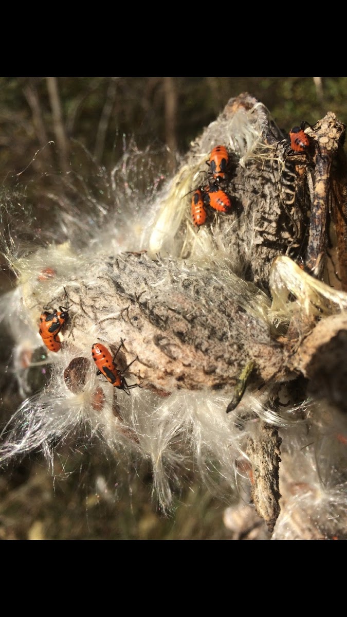 Large Milkweed Bug