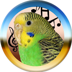 Budgie Apk