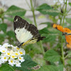 Africa Common White