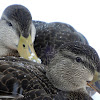 American Black Ducks