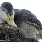 American Black Ducks