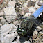 Black-tailed Skimmer