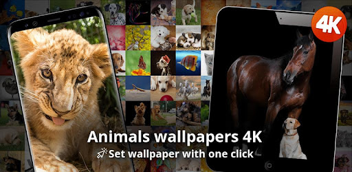 Animals Wallpapers 4k Apps On Google Play