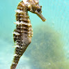 Long snouted Seahorse. Caballito de mar