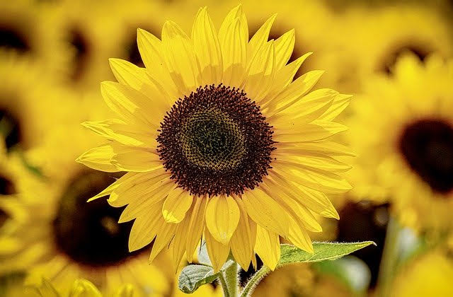 葵花 sunflower Image by suju-foto from Pixabay