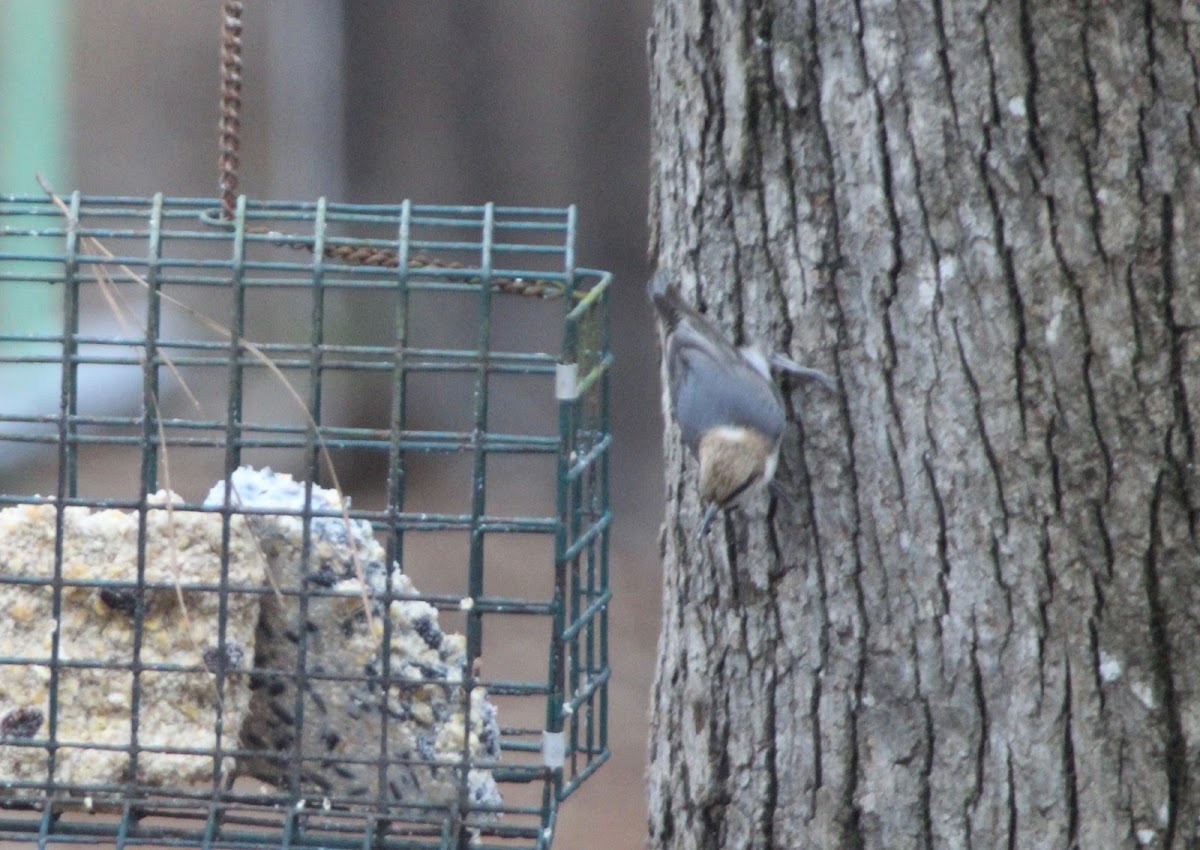 Brown Headed Nuthatch