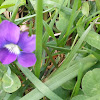 Wild Violets