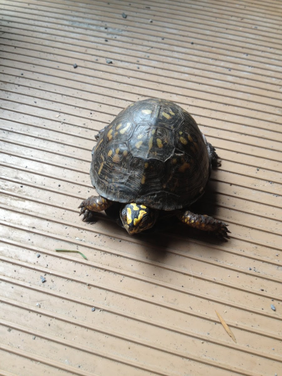 Eastern Box Turtle