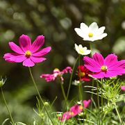 Wildflowers Jigsaw Puzzles  Icon