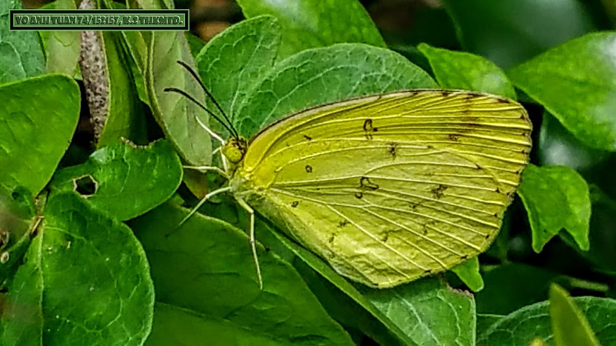 Common Grass Yellow.