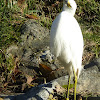 Snowy Egret