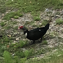 Muscovy Duck