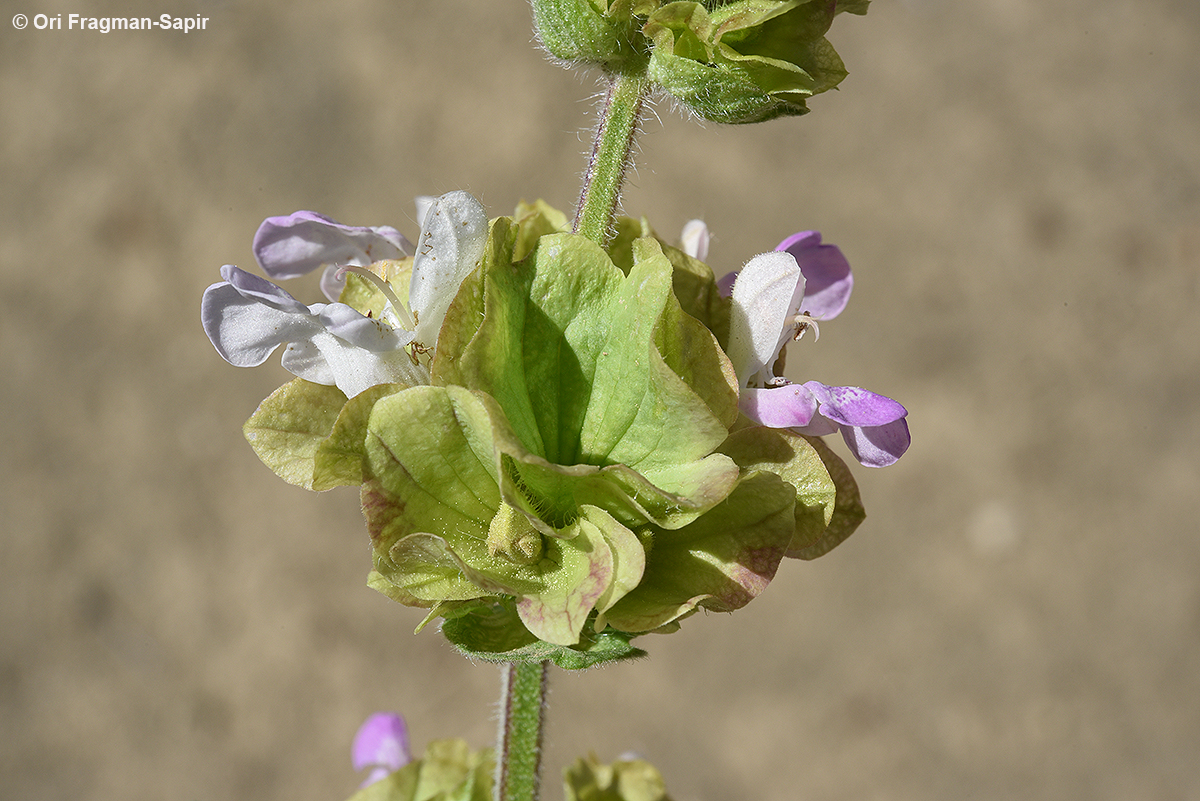 Salvia absconditiflora