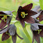 Chocolate Lily