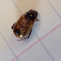 Shining Leaf Chafer