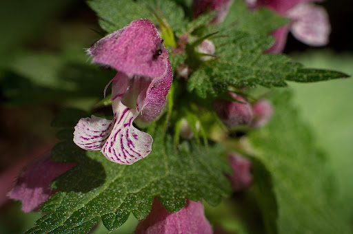 Lamium maculatum