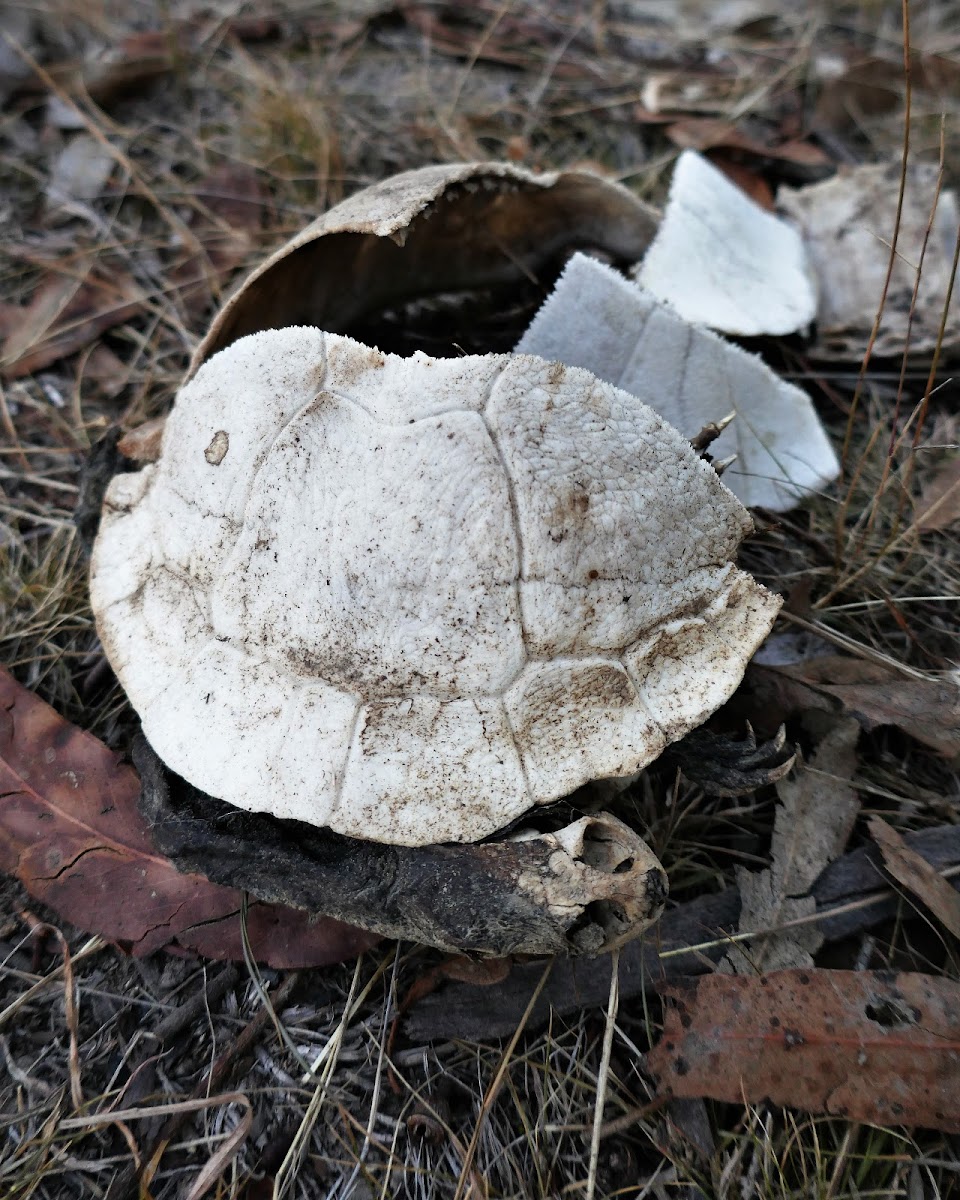 Eastern Long-necked Turtle (remains)