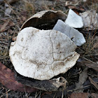 Eastern Long-necked Turtle (remains)