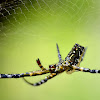 Yellow tent spider