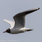 Black-headed Gull; Gaviota Reidora