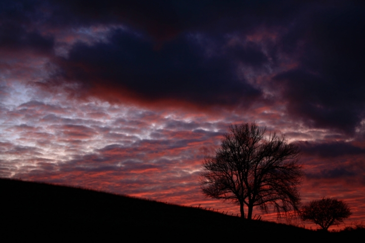 Alberi al tramonto di Dario Pace