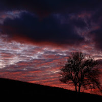 Alberi al tramonto di 